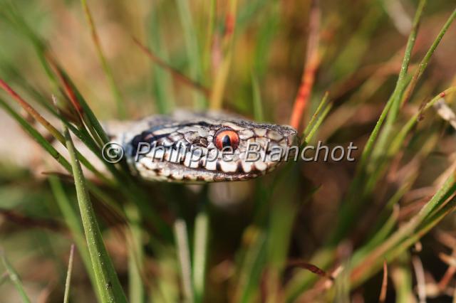 vipera berus.JPG - Vipère péliade, vipère du NordVipera berusCommon European adder, European viperReptilia, Squamata, Viperidae56 France